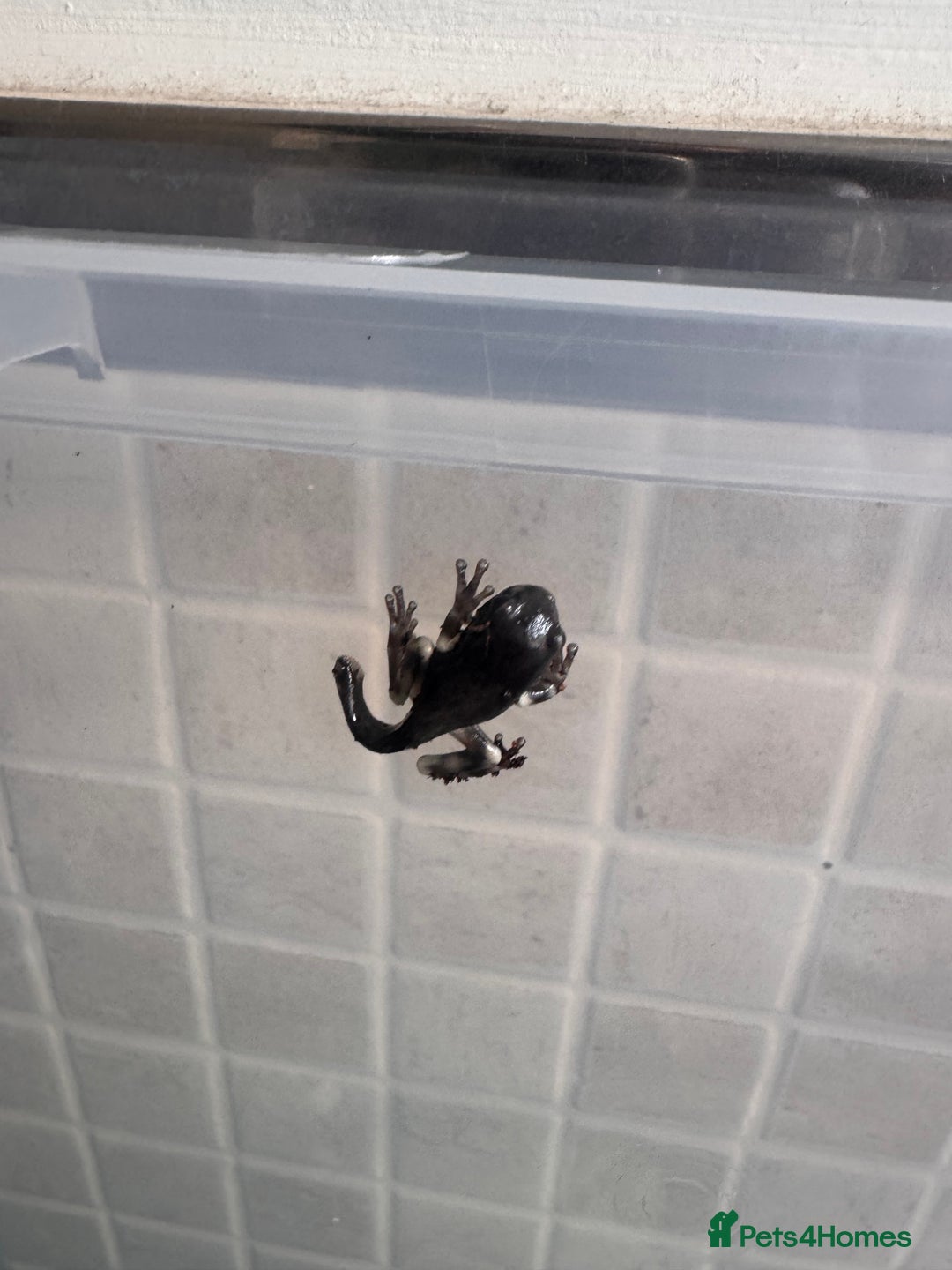 Frog reptiles for sale: Baby Amazon milk frogs  - Image 3