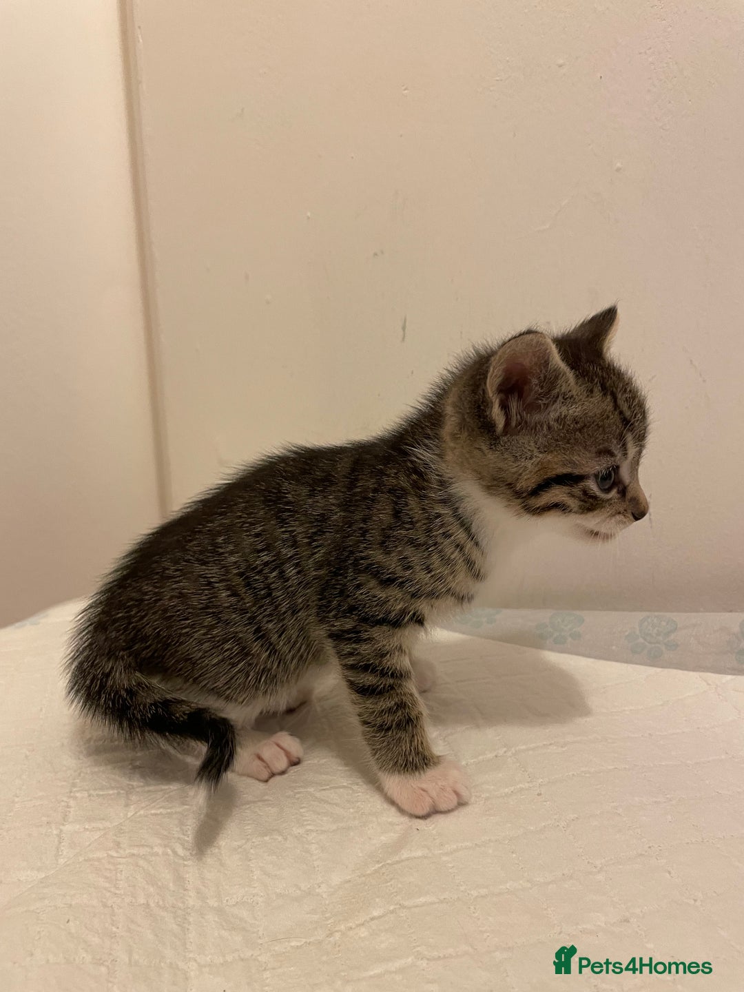 Mixed Breed cats for sale: Gorgeous kittens ready for new homes now  - Advert 13