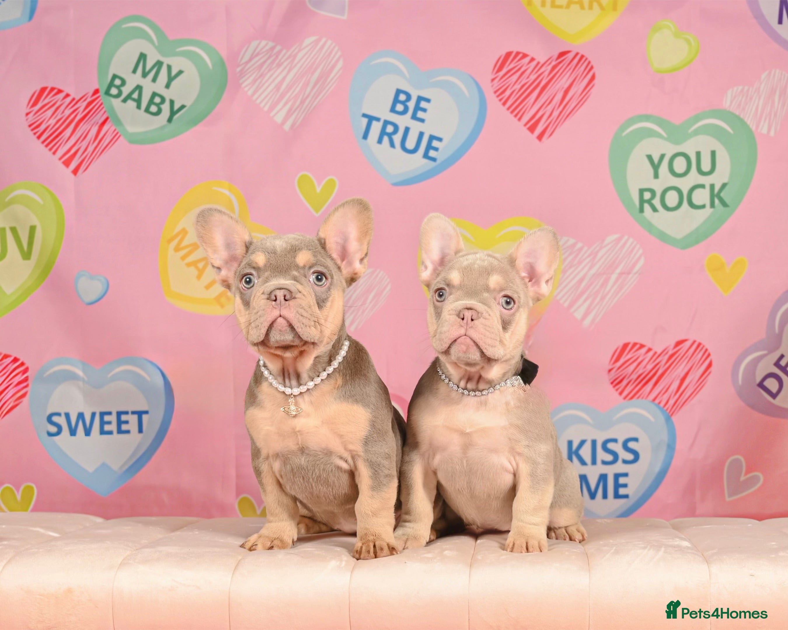 French Bulldog dogs Outstanding Frenchie pups KC registered  - Advert 12