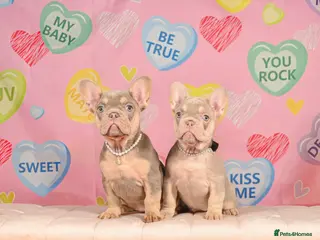 French Bulldog dogs Outstanding Frenchie pups KC registered - Advert 12