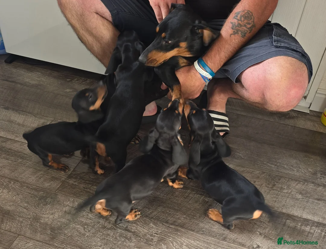 Miniature Dachshund dogs for sale: Beautiful miniture dachshund puppies  - Advert 2