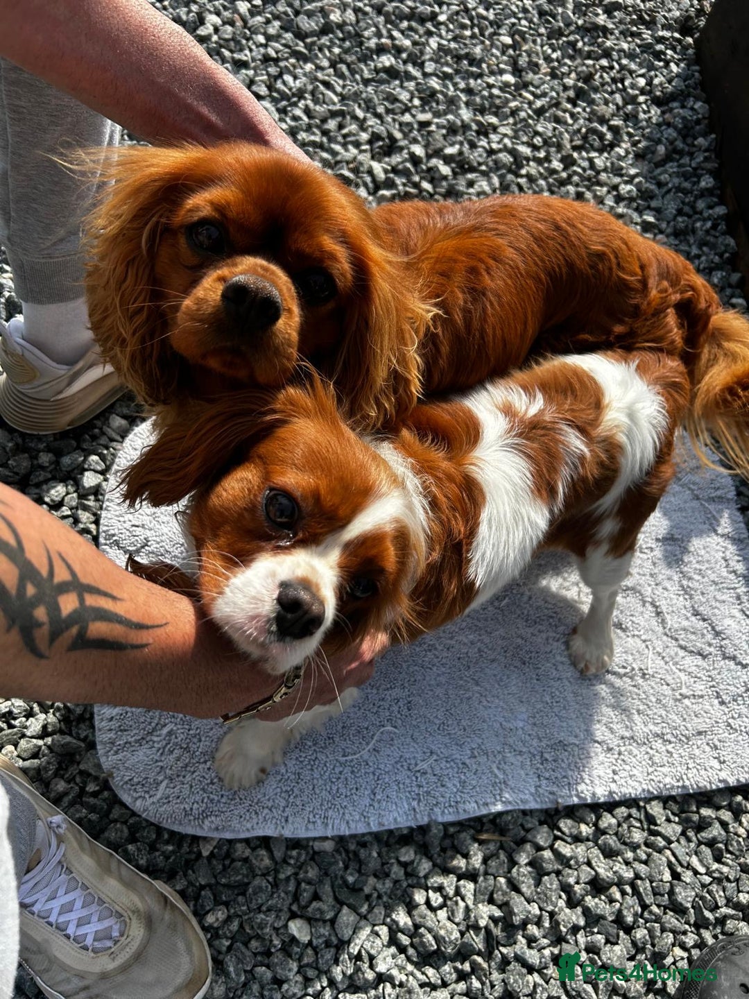 Cavalier King Charles Spaniel dogs for sale: Quality KC Health Tested Ruby CKCS Pups For  Sale - Image 31