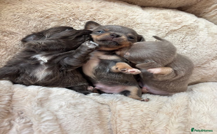Chihuahua dogs 4 Stunning Chihauhau Boys - 2 Lilac & 2 Blue💜💙 - Advert 6