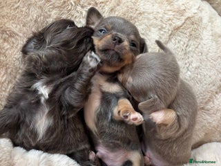 Chihuahua dogs 4 Stunning Chihauhau Boys - 2 Lilac & 2 Blue💜💙 - Advert 1