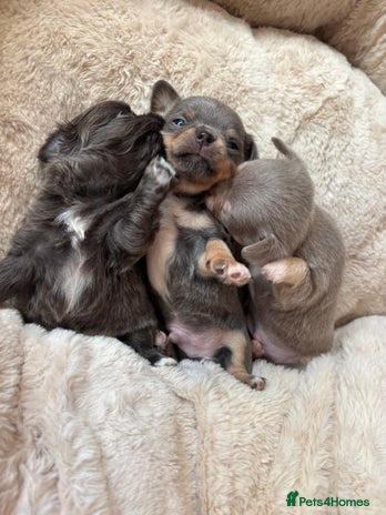 Chihuahua dogs 4 Stunning Chihauhau Boys - 2 Lilac & 2 Blue💜💙 - Advert 6