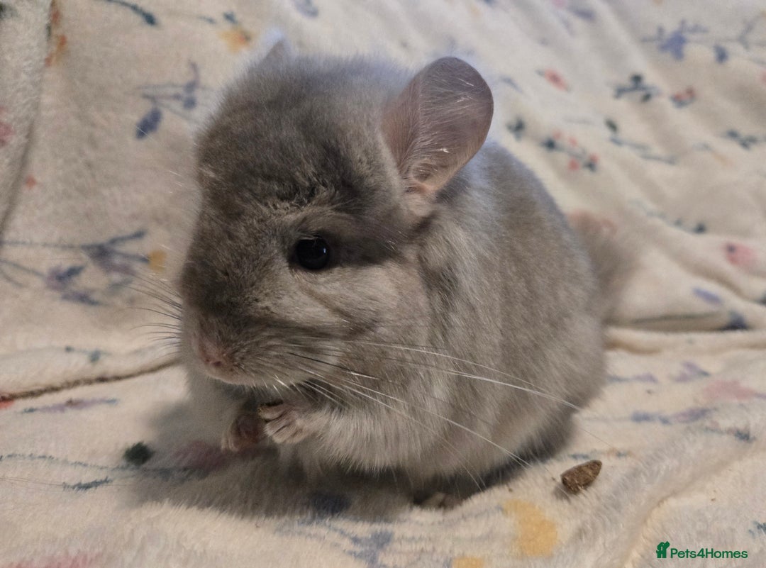 Chinchilla rodents for sale: Gorgeous Tan Royal Persian Angora Poss VC/BDC - Advert 11
