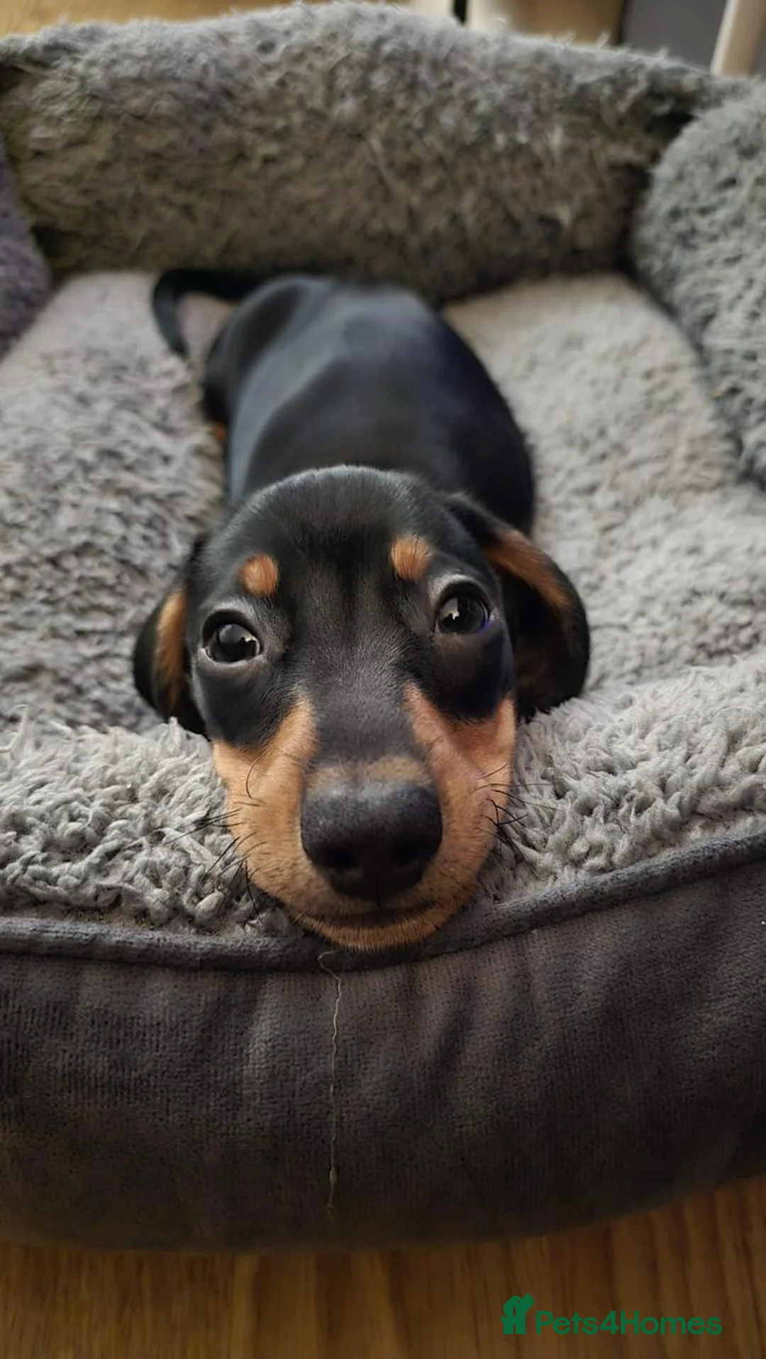 Dachshund dogs for sale: Miniature Dachshund Puppy – 13 Weeks – Ready Now - Advert 2