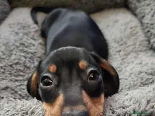 Dachshund dogs Miniature Dachshund Puppy – 13 Weeks – Ready Now - Advert 5