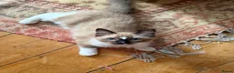 Ragdoll cats for sale: Ragdoll kitten in Colchester - Advert 1