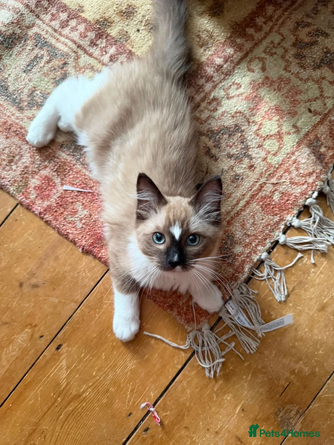 Ragdoll cats for sale: Ragdoll kitten in Colchester - Advert 1