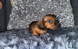 Miniature Dachshund dogs for sale: Miniature Dachshund Puppies 🐾 - Image 15