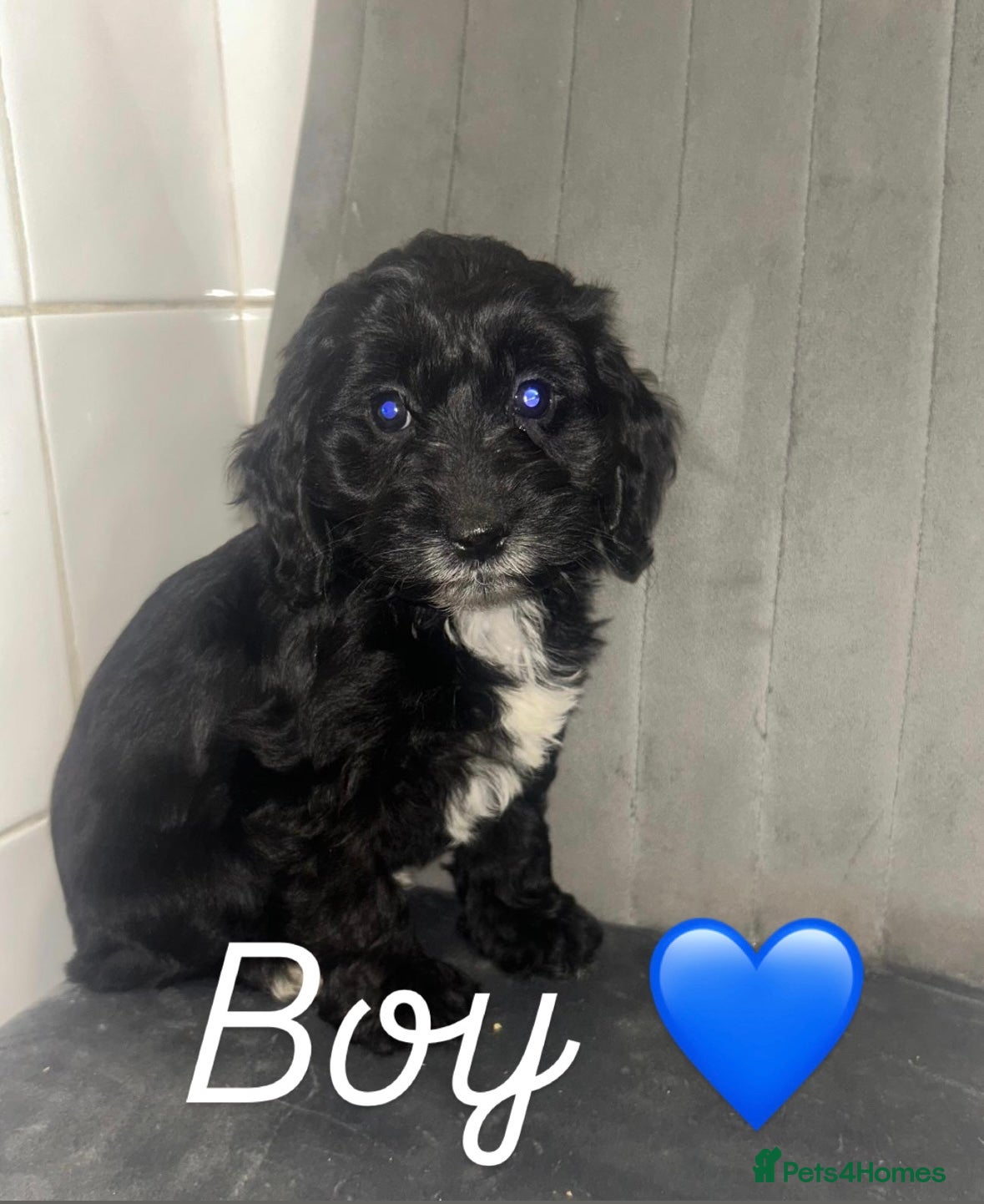 Cockapoo dogs Boy cockapoo puppies  - Advert 9