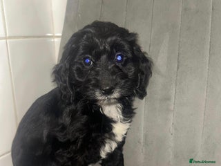 Cockapoo dogs Boy cockapoo puppies - Advert 4