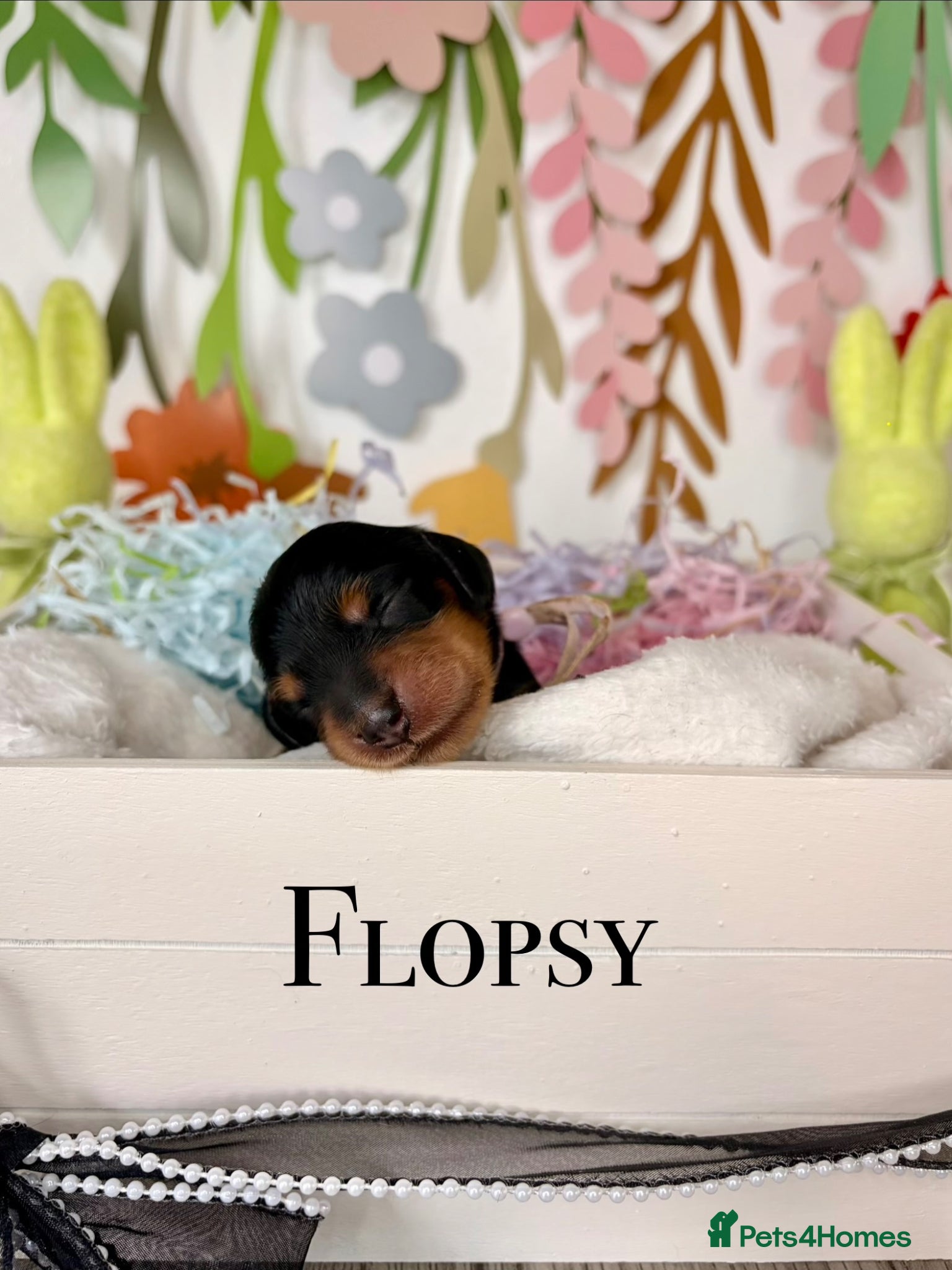 Miniature Dachshund dogs Pedigree Longhaired Miniature Dachshunds  - Advert 1