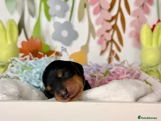 Miniature Dachshund dogs Pedigree Longhaired Miniature Dachshunds - Advert 1