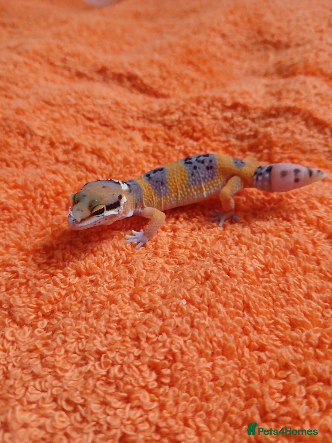 Leopard Gecko reptiles for sale: Baby leopard geckos  - Image 10