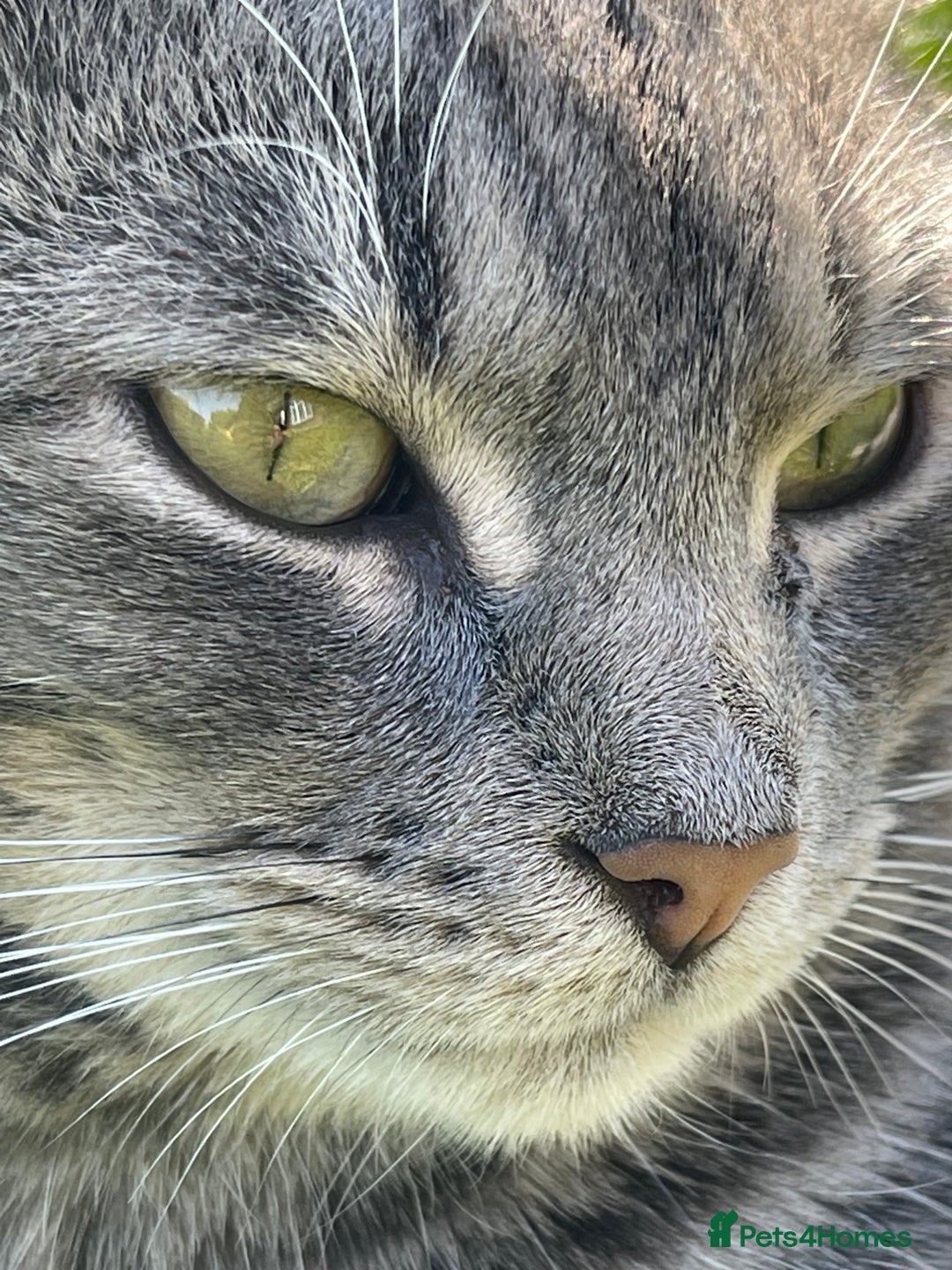 American Shorthair cats for sale: Tabby cat - Advert 6