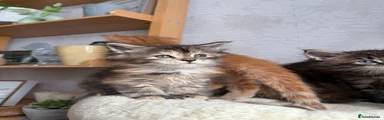 Tortie girl