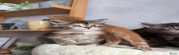 Maine Coon cats for sale: Maine coon kittens - Advert 3
