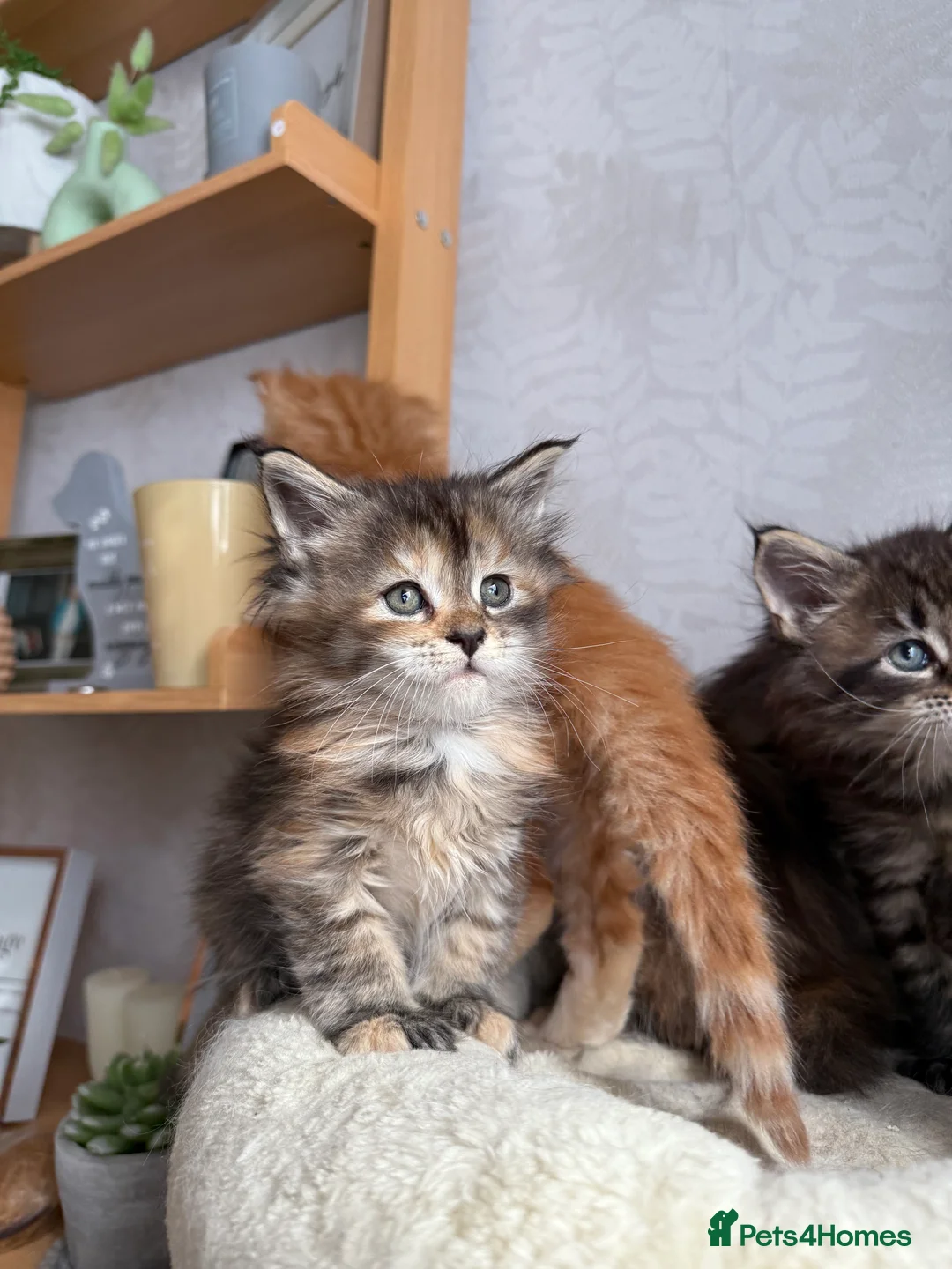 Maine Coon cats for sale: Maine coon kittens - Advert 16