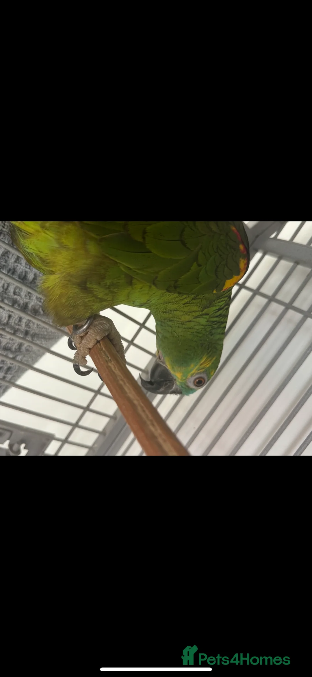 Parrots birds for sale: Blue Fronted Amazon  - Advert 2