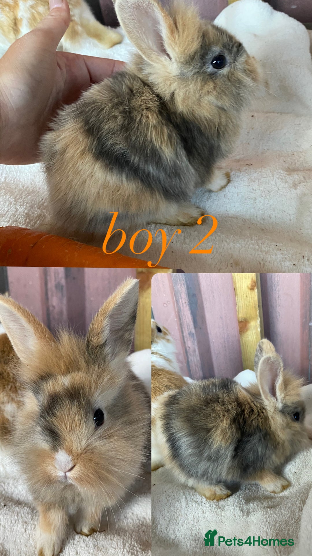 Mini Lion Lop rabbits for sale: mixed litter of mini lion lops - Image 11