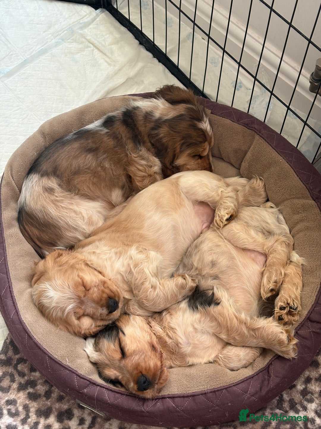 Cocker Spaniel dogs for sale: KC Reg Delightful Show Type Cocker Spaniels - Advert 2