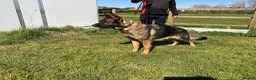 German Shepherd dogs for sale: 1 Bitch 2 males Looking For The Right Homes - Advert 3