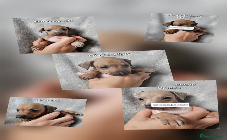 Italian Greyhound dogs - Advert 4