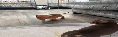 Miniature Dachshund 3