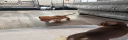 Miniature Dachshund dogs for sale: 3 beautiful little boys looking for new homes - Advert 11