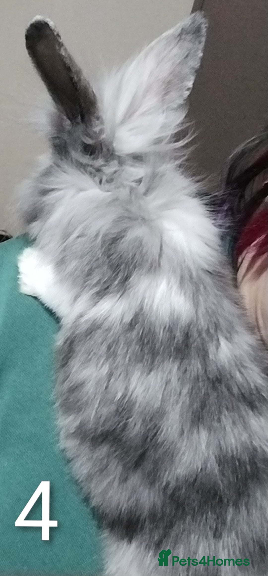 Lionhead rabbits for sale: 4 Female Lionhead available NOW - Advert 9