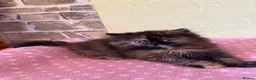 Persian cats for sale: 💕 Beautiful Kittens 💕 - Advert 7