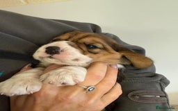 Beagle dogs for sale: Dialynne have puppies available  - Advert 3