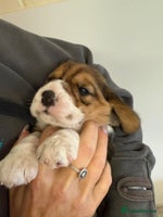 Beagle dogs Dialynne have puppies available - Advert 8