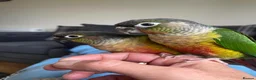 Conures birds for sale: 2x Conures for sale in Cambridge - Advert 3
