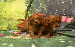 Cavapoo dogs for sale: Lovely litter of F1 Cavapoos - Advert 11