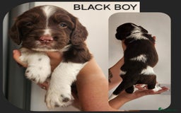 English Springer Spaniel dogs for sale: KC Registered ESS Pups *WELL MARKED* - Image 7