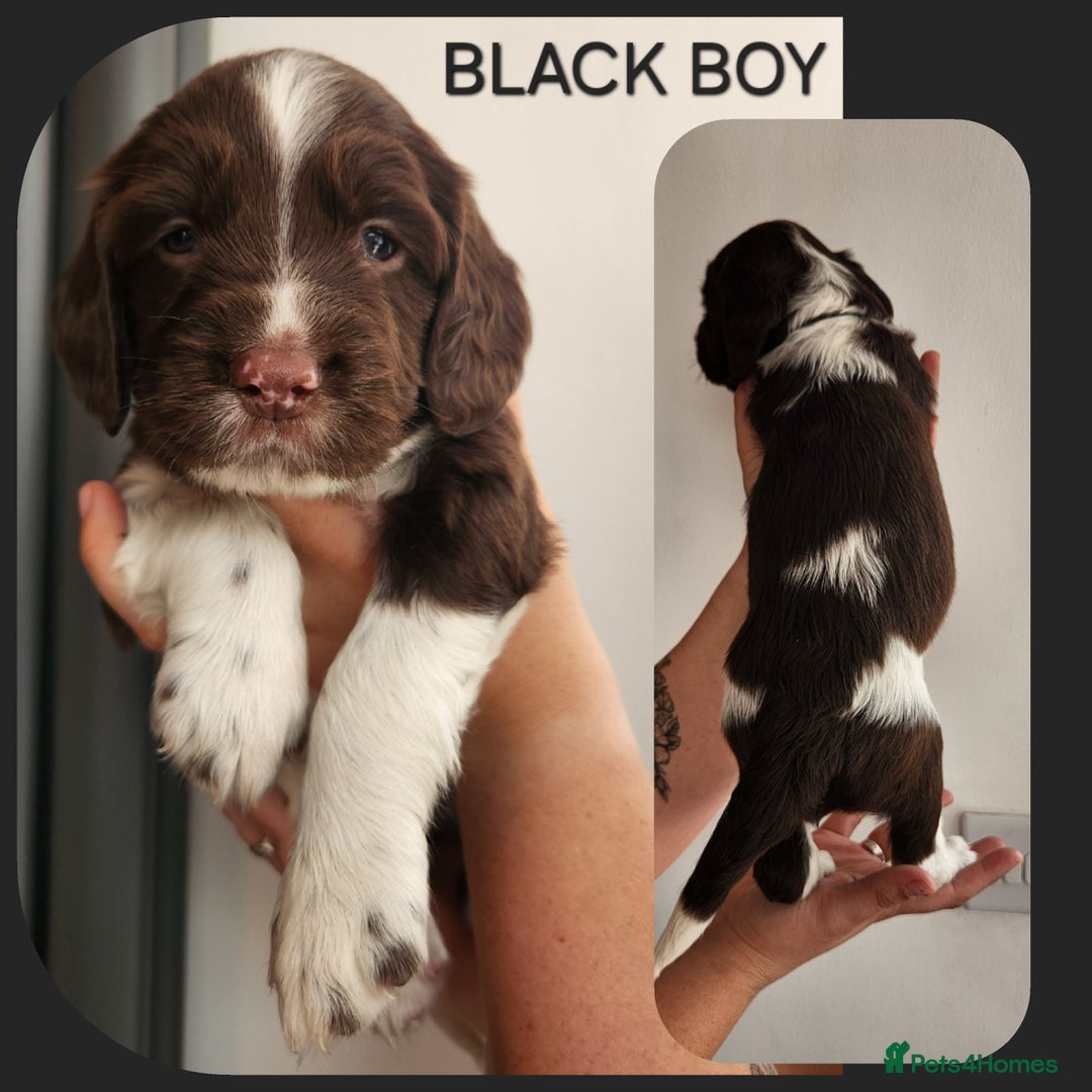 English Springer Spaniel dogs for sale: KC Registered ESS Pups *WELL MARKED* - Image 7