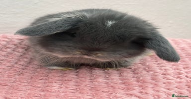 Mini Lop rabbits - Advert 11