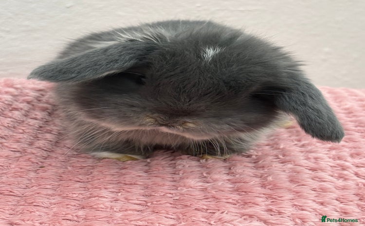 Mini Lop rabbits - Advert 3