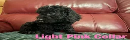 Cockapoo dogs for sale: 4 really to go F2 cocker puppies  in London - Advert 13
