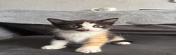 Domestic Shorthair cats for sale: 4 Adorable Domestic Shorthair Kittens - Advert 9