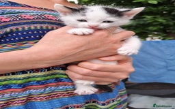 Mixed Breed cats for sale: Beautiful mixed kittens(only 1 boy left) - Image 5