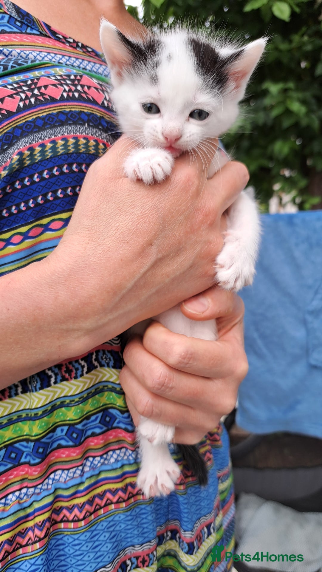 Mixed Breed cats for sale: Beautiful mixed kittens(only 1 boy left) - Image 5