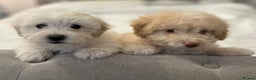 Maltipoo dogs for sale: Gorgeous Maltipoo puppies - Advert 1