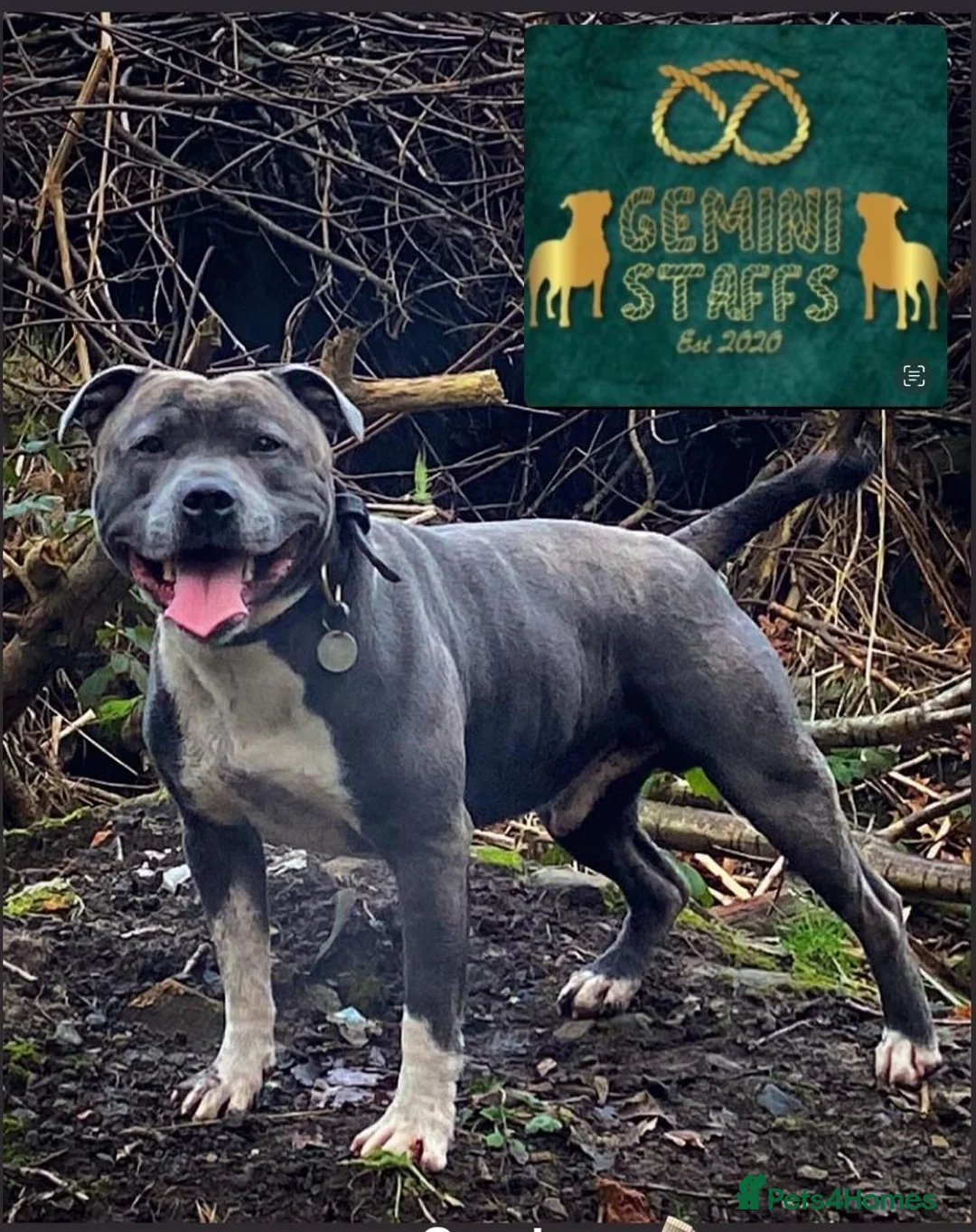 Staffordshire Bull Terrier dogs for stud: Geministaffs Socks KC stud in Halifax - Advert 3