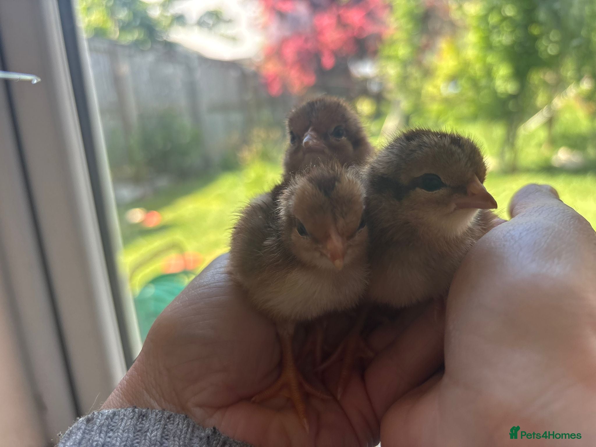 Chickens poultry Chicks & Hatching Eggs Pure breed - Advert 7