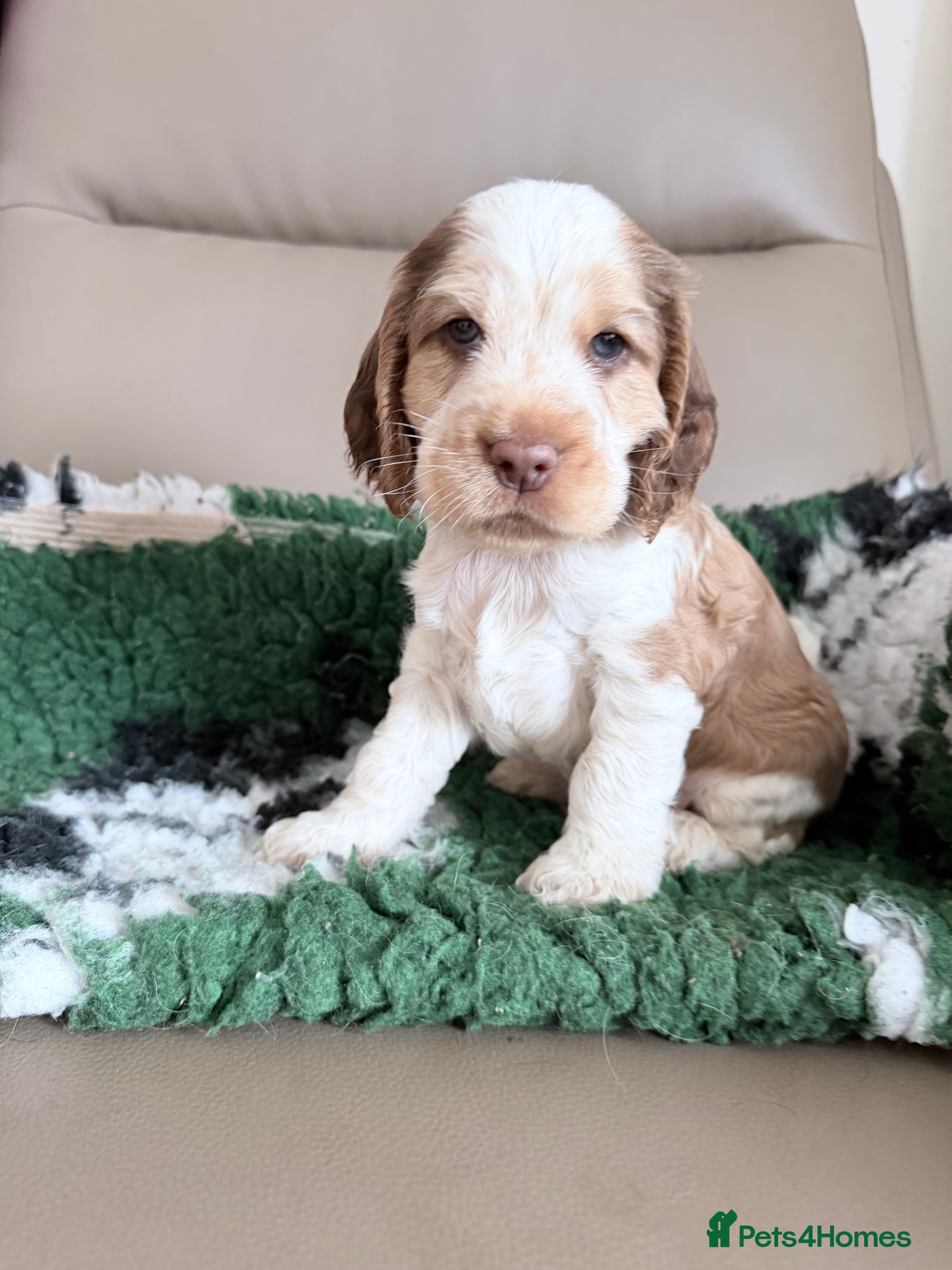 Cocker Spaniel dogs KC Registered Cocker spaniels  - Advert 2
