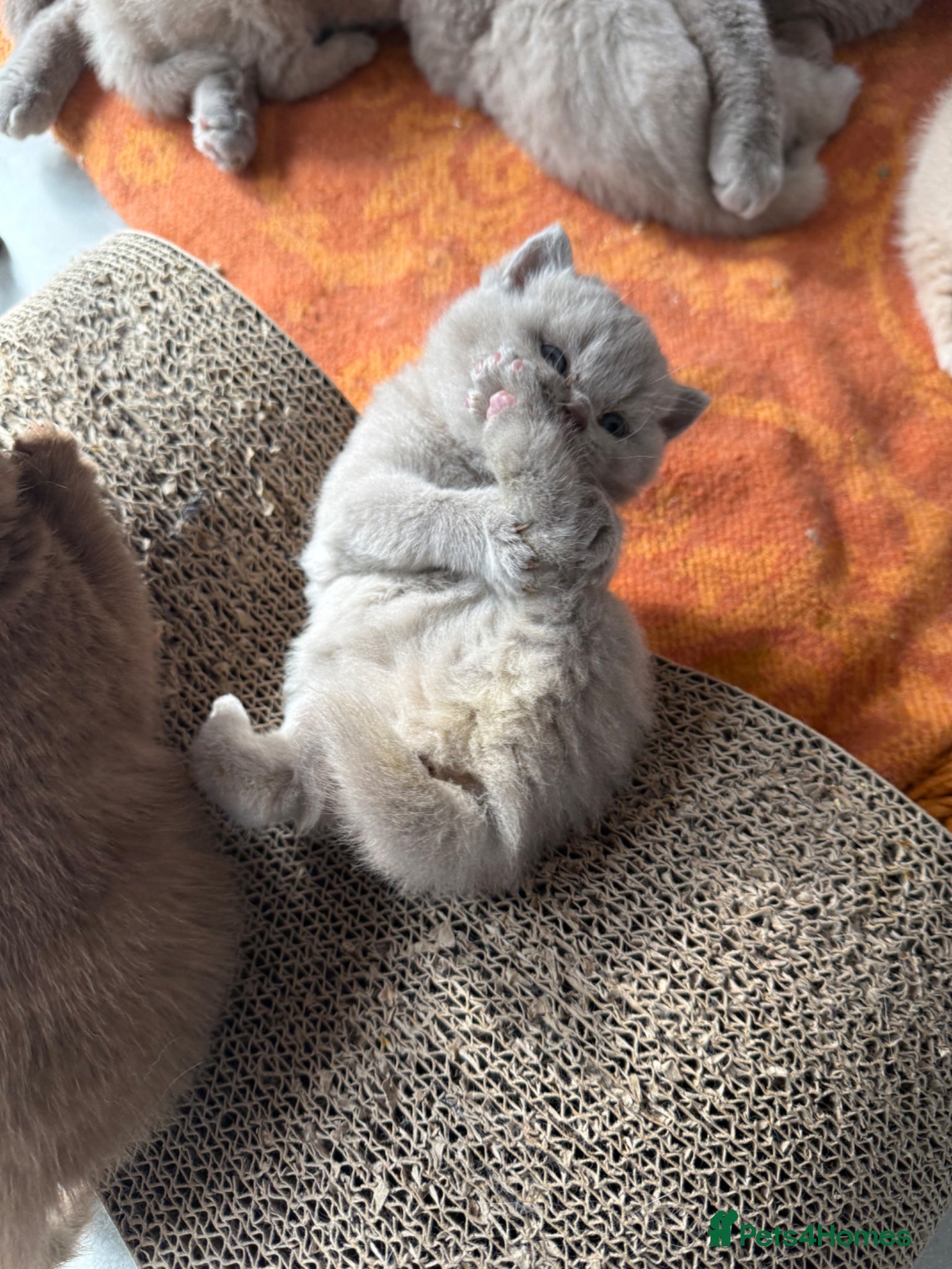 British Shorthair cats Beautiful lilac BSH GCCF - Advert 2